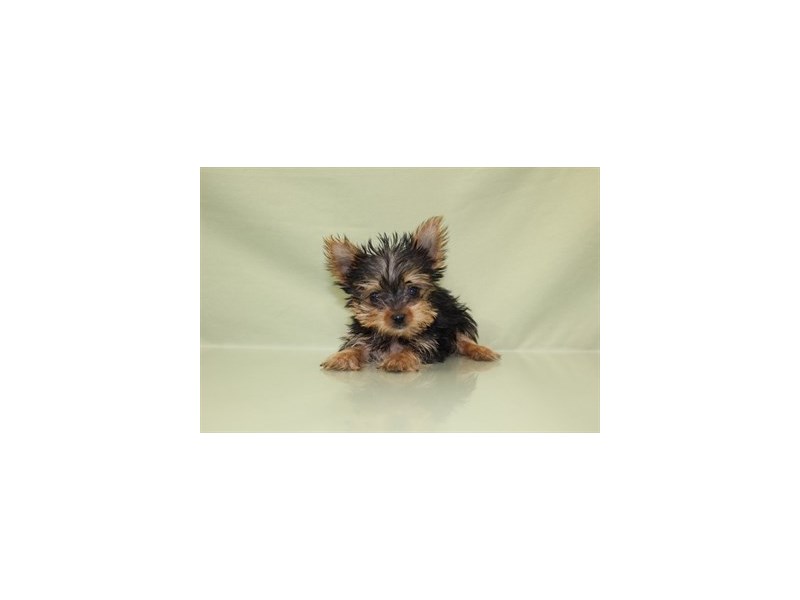 Yorkshire Terrier-DOG-Male-Black and Tan-1818263-img1