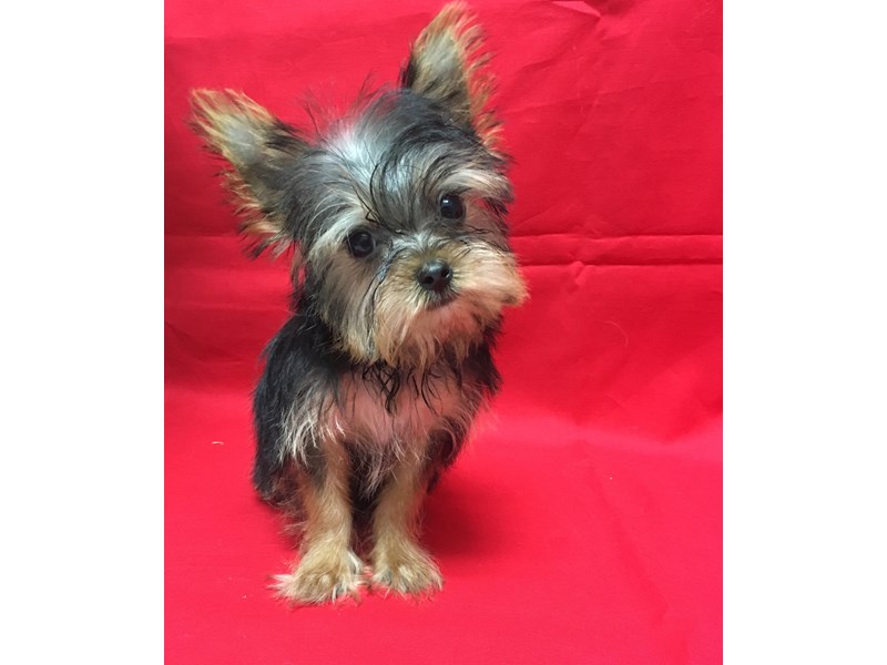 Yorkshire Terrier-DOG-Male-Black and Tan-1818263-img2