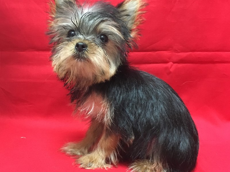 Yorkshire Terrier-DOG-Male-Black and Tan-1818263-img3