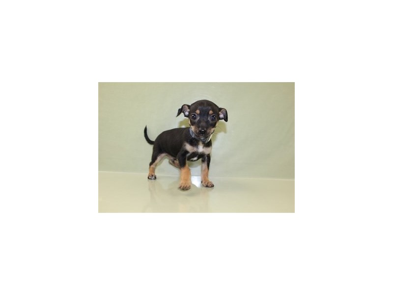 Chihuahua-DOG-Male-Black and Tan-1839503