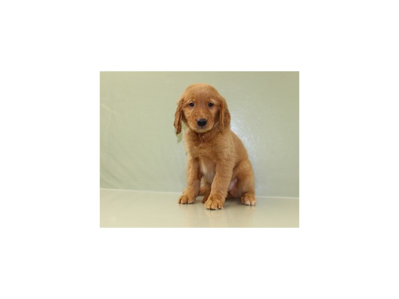 Golden Retriever-DOG-Female-Dark Golden-1839536