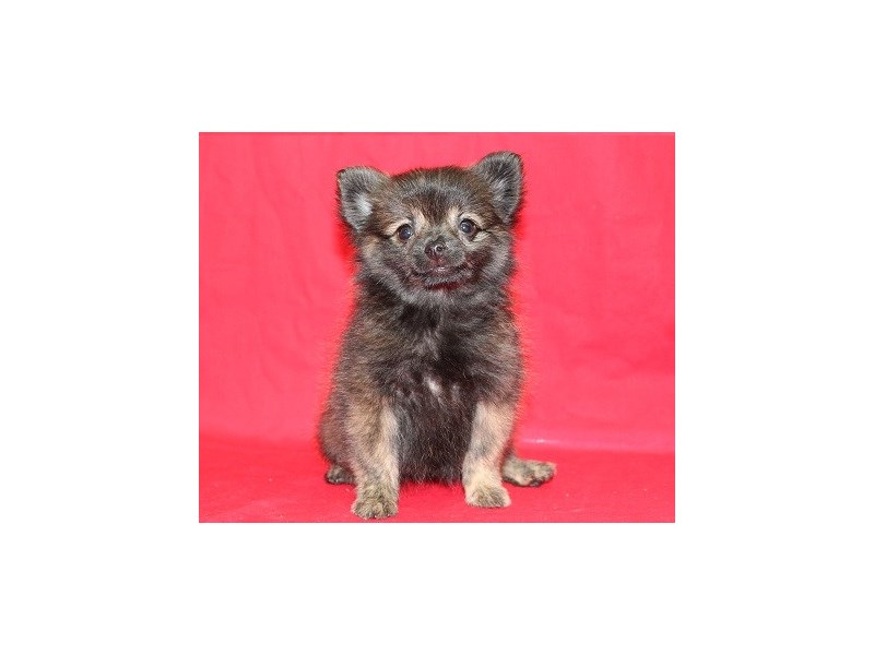 Pomeranian-DOG-Female-Wolf Sable-1844756-img2