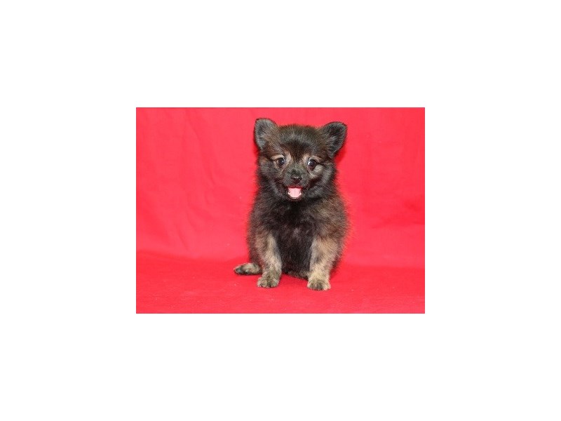 Pomeranian-DOG-Female-Wolf Sable-1844756-img3