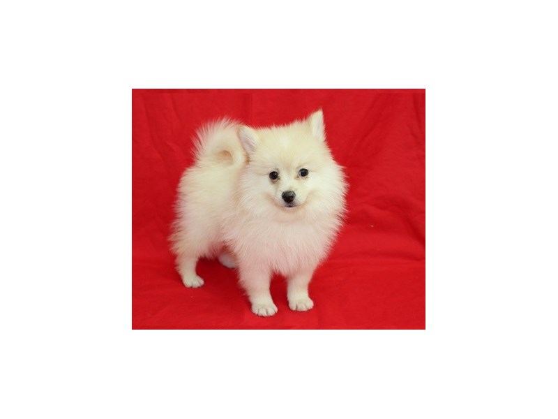 Pomeranian-DOG-Male-cream-1845213