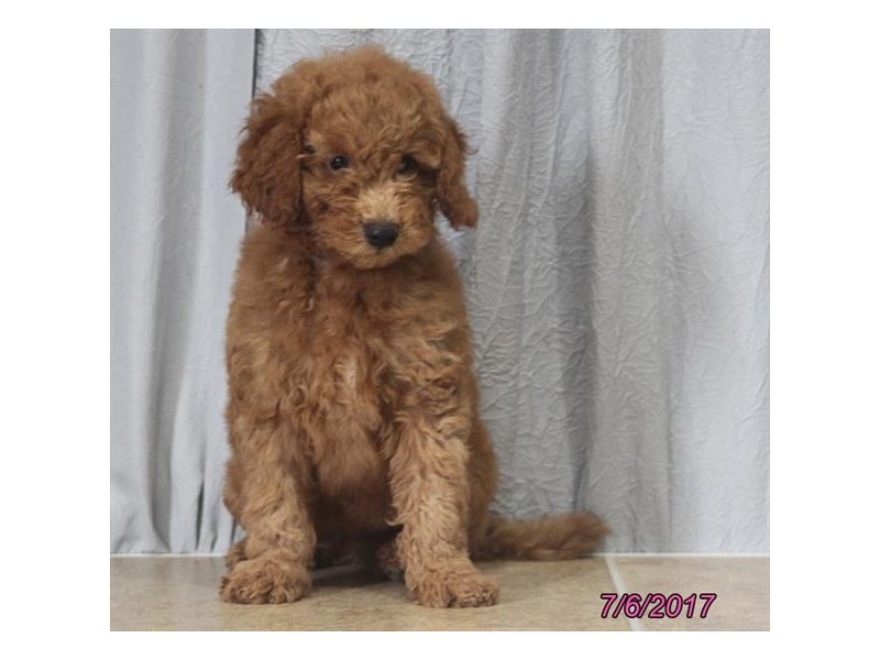 Goldendoodle Mini 2nd Gen-DOG-Male-Red-1850702