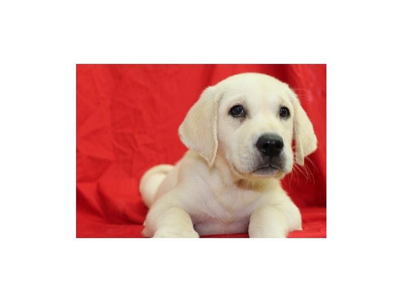 Labrador Retriever-DOG-Female-blonde-1850567