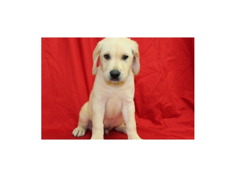 Labrador Retriever-DOG-Male-blonde-1850563