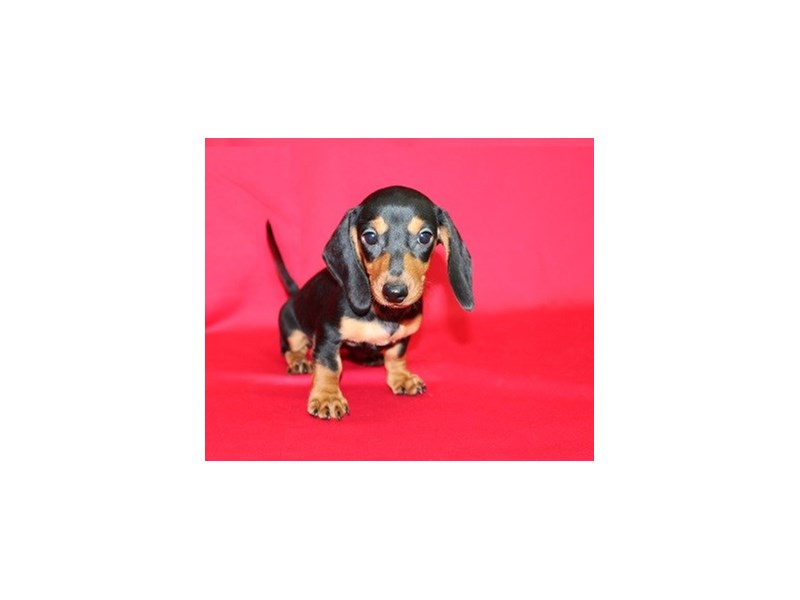 Dachshund-DOG-Female-Black and Tan-1855923