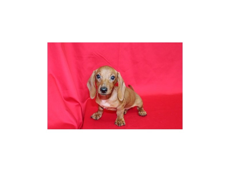Dachshund-DOG-Female-red-1855922