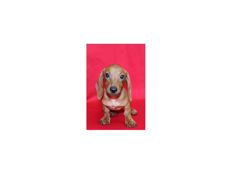 Dachshund-DOG-Female-red-1855922-img2