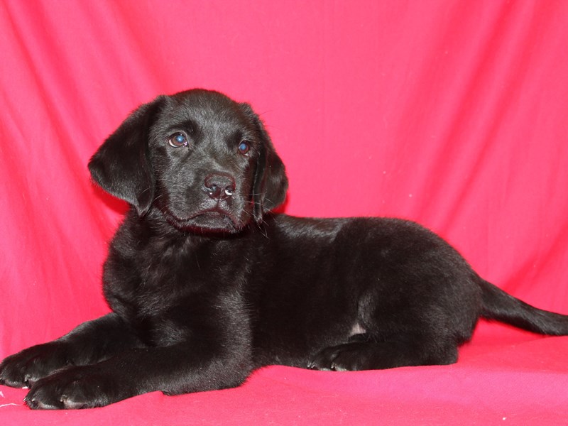 Labrador Retriever-DOG-Male-black-1861179