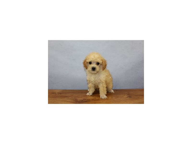 Miniature Poodle-DOG-Male-White and Apricot-1871799